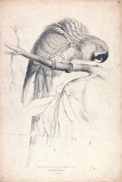 Macrocerus Ararauna / Ara modrožlutá / 2/3 skutečné velikosti (obrázek 8) od Edward Lear