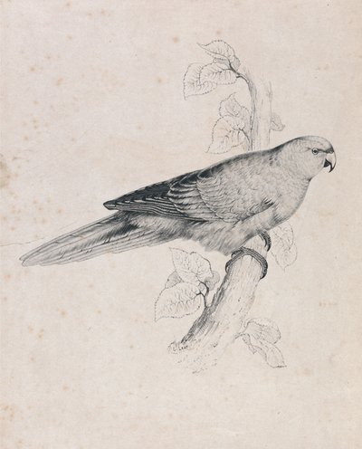 Papoušek tichomořský (obrázek 26) od Edward Lear