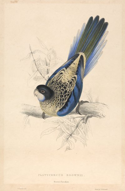 Platycercus brownii / Brownův papoušek od Edward Lear