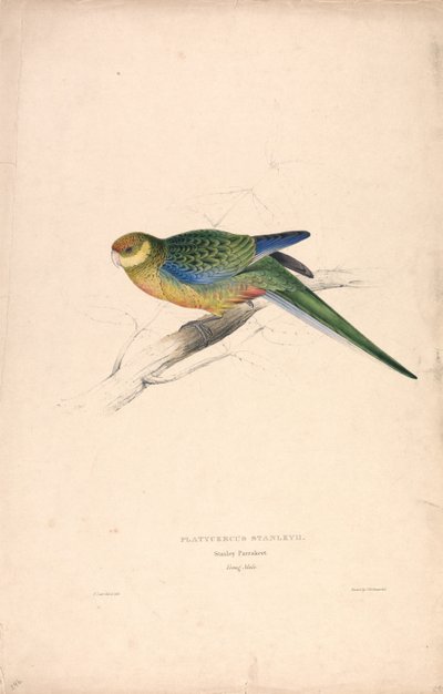Platycercus Stanley II / papoušek Stanley (mladý samec) (obrázek 24) od Edward Lear