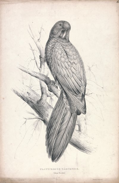 Platycereus tabuensis / Tabuan Parrakeet (obrázek 16) od Edward Lear