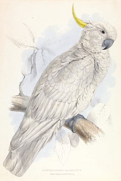 Plyctolophus Galeritus. Kakadu velký. od Edward Lear