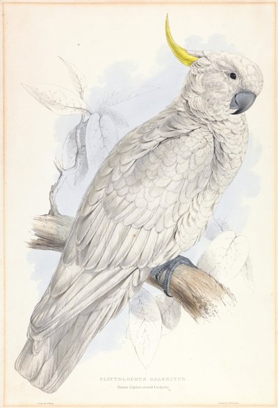 Plyctolophus Galeritus. Kakadu velký. od Edward Lear
