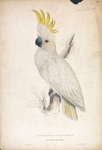 Plyctophus sulphureus / Kakadu malý žlutohřbetý (obrázek 4) od Edward Lear