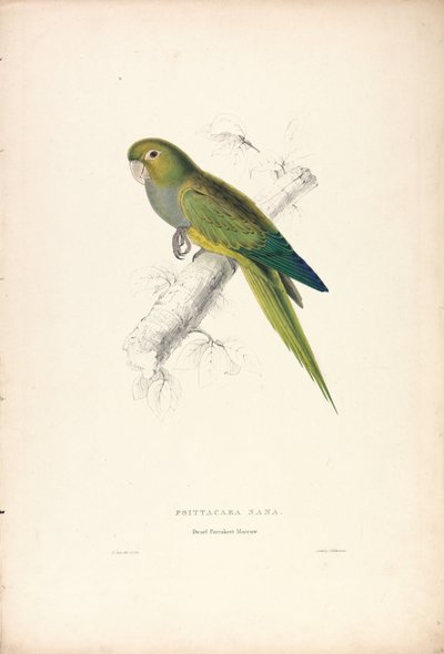 Psittacara Naria / Papoušek trpasličí (obrázek 12) od Edward Lear