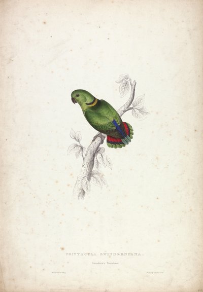 Psittacula swinderniana. Swindernův papoušek od Edward Lear