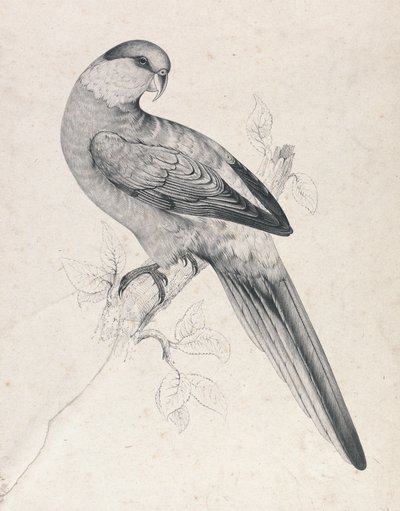 Papoušek červenohlavý, samec (obrázek 21) od Edward Lear