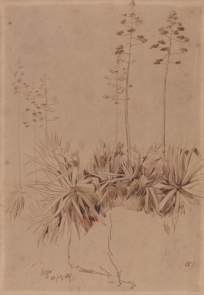 Reggio od Edward Lear