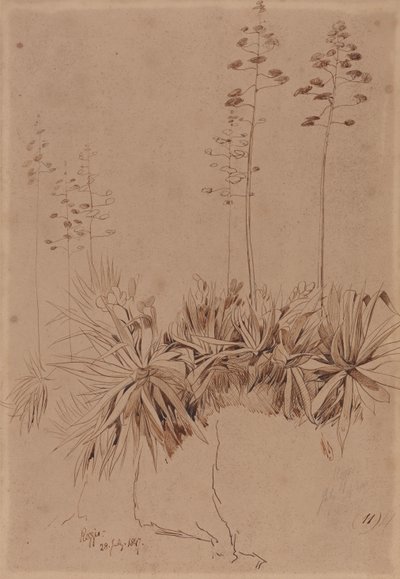 Reggio od Edward Lear