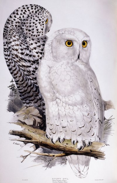 Sova sněžná, 1832-1837 od Edward Lear