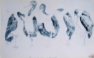 Studie čápů od Edward Lear
