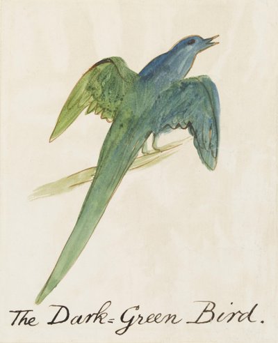 Tmavě zelený pták, ze šestnácti kreseb komiksových ptáků (pero a inkoust wc na papíře) od Edward Lear