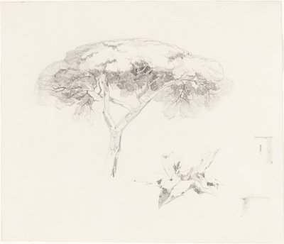 Deštníková borovice a další studie od Edward Lear