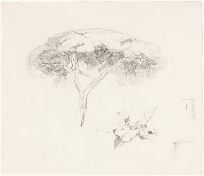 Borovice deštníková a další studie od Edward Lear