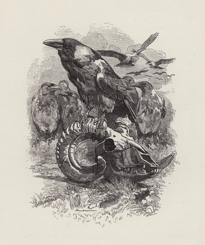 Ilustrace pro The Water-Babies od Charlese Kingsleyho (rytina) od Edward Linley (after) Sambourne