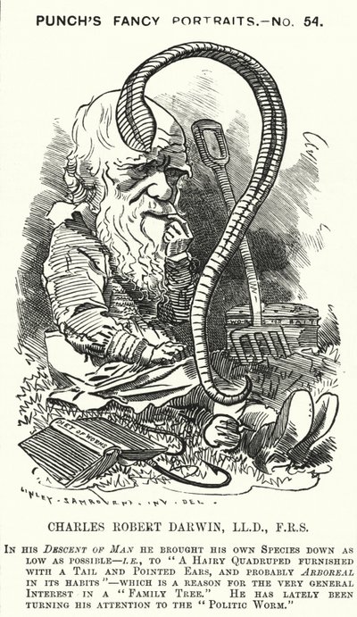 Punch cartoon: Charles Darwin, anglický přírodovědec a biolog (rytina) od Edward Linley (after) Sambourne