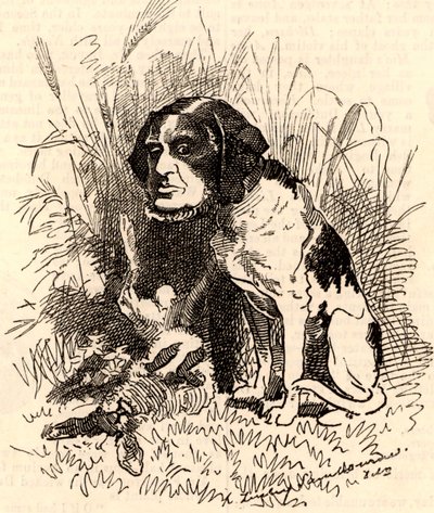 William GGV Vernon Harcourt (1827-1904) od Edward Linley Sambourne