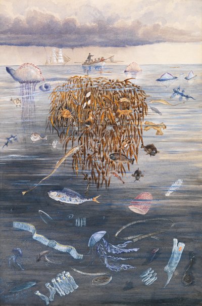 Mořský život v severním Atlantiku, 1873 od Edward Roper