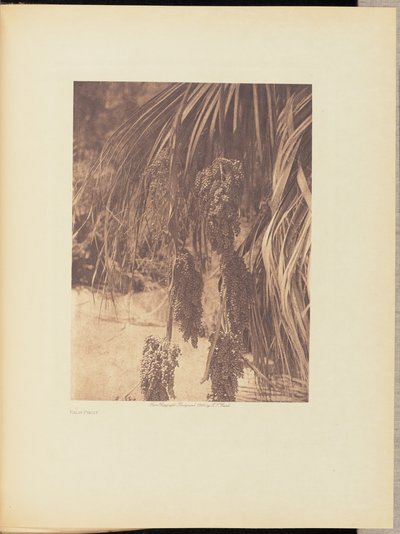 Ovoce z palem od Edward S. Curtis
