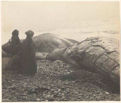 [Částečně zmasakrovaná velryba - Makah] [Zajatá velryba] od Edward S. Curtis
