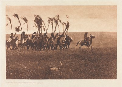 Portfolio VI, talíř 205: Bringing the Sweat-Lodge Willows - Piegan od Edward S. Curtis