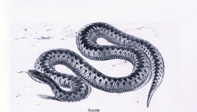 Adder, Nature in Britain vydal Collins od Edward William (after) Cooke