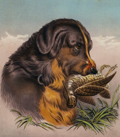 Retriever (barevná litografie) od Edwin (after) Landseer