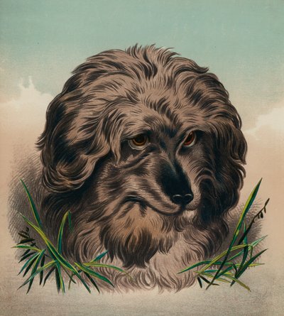 Skye teriér (barevná litografie) od Edwin (after) Landseer