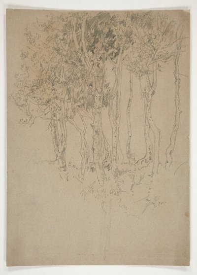 Náčrt háje stromů od Edwin Austin Abbey