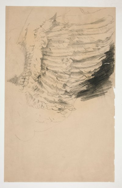 Studie křídla, pro od Edwin Austin Abbey