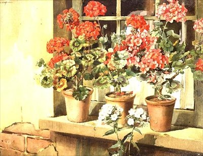Muškáty od Edwin Byatt