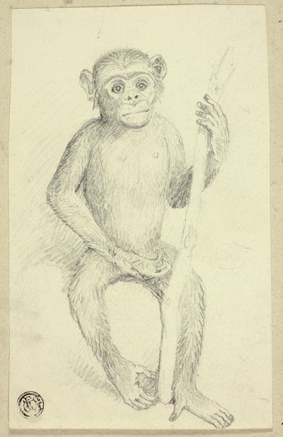 Orangutan od Edwin Henry Landseer