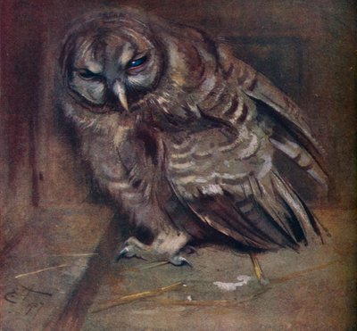 Mladá hnědá sova, 1907 od Edwin John Alexander