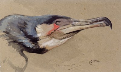 Kormorán (akvarel) od Edwin John Alexander