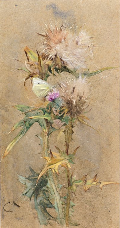 Bodláky a motýl (akvarel) od Edwin John Alexander