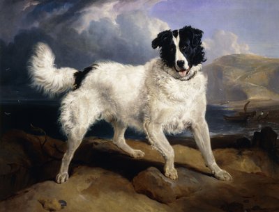 Portrét Neptuna, 1824 od Edwin Landseer