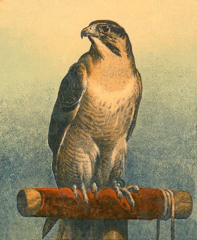 Sokol od Edwin Landseer