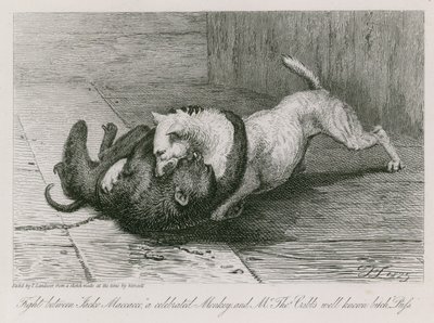 Boj mezi Jaccem Macaccem, slavnou opicí, a známou fenkou pana Thomase Cubba, Kocourem. od Edwin Landseer