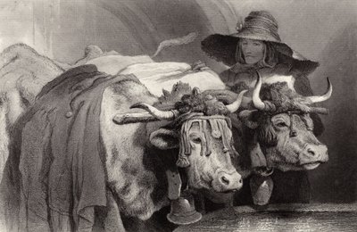 Oxen at the Tank, Ženeva, Švýcarsko od Edwin Landseer