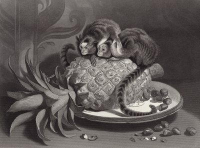 Marmozets od Edwin Landseer