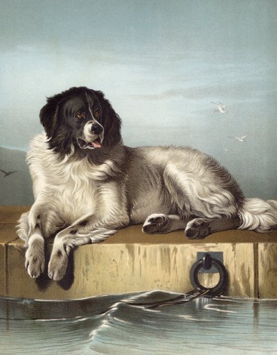 Významný člen Humane Society od Edwin after Landseer