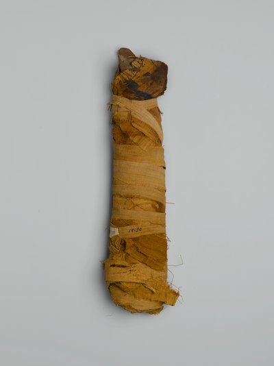 Mumie kočky, zakoupeno v Káhiře (ostatky zvířat a malované prádlo) od Egyptian
