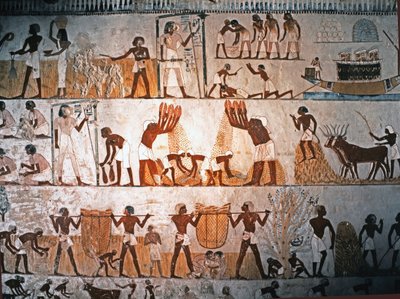 EGYPTSKÉ UMĚNÍ: Sklizňová scéna. Nástěnná malba v Mennově hrobce v Elwe..., asi 1400 př. n. l. (vápenec) od Egyptian 18th Dynasty