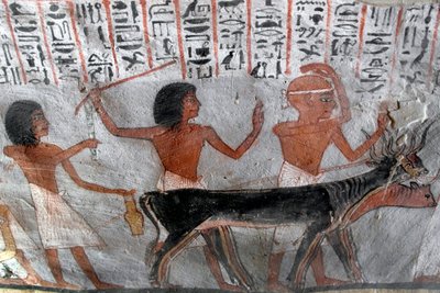 Egyptský starověk: postavy vedoucí betail hlavy. Obraz hrobky Roy (TT255). 18. dynastie. Ze západního břehu Luxoru v Egyptě od Egyptian 18th Dynasty