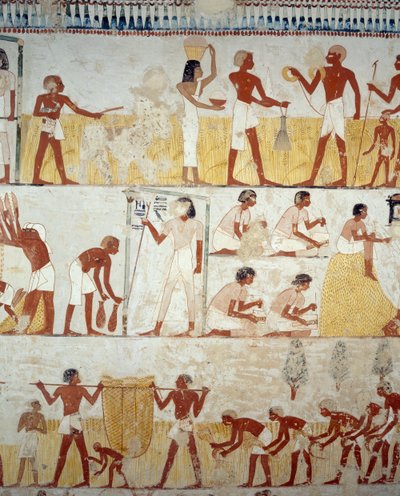 Sklizeň úrody, mlácení a dojíždění obilí, detaily z fresek ve vestibulu hrobky Menna, nekropole šejka Abd el Qurnah, Luxor, Théby (Seznam světového dědictví UNESCO od Egyptian 18th Dynasty