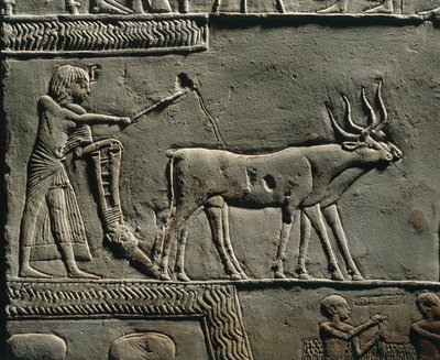 Horemheb orá půdu na polích Iaru. Reliéf z Horemhebovy hrobky v Sakkáře, detail. od Egyptian 18th Dynasty