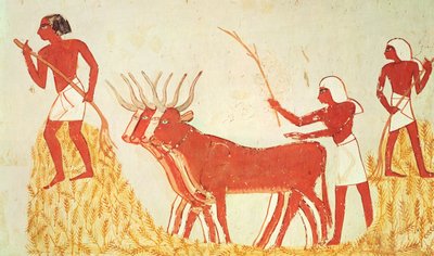 Použití krav k šlapání pšenice, z hrobky Menna, Nová říše (nástěnná malba) (viz také 251665) od Egyptian 18th Dynasty
