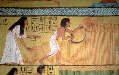 Detail scény sklizně na východní zdi, z hrobky Sennedjem, The Workers" Village, New Kingdom od Egyptian 19th Dynasty