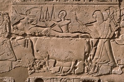 Detail reliéfu zobrazujícího muže vedoucí krávu, nádvoří Ramesse II (1298-32 př.nl) (vápenec) od Egyptian 19th Dynasty