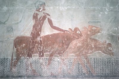 Dobytek se brodí kanálem v Mastabské kapli Ti, Stará říše (nástěnná malba) od Egyptian 5th Dynasty